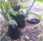 . Баклажан Айдин Сияши