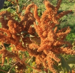 . Амарант Оранжевый гигант