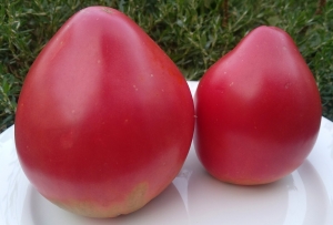 Семена томата сорта Американский вытянутый - Гиганты сердцевидные