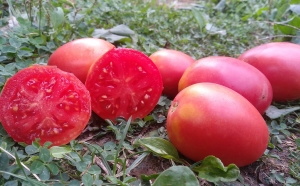 Семена сорта томата Амира - Высокорослые сливовидно-овальные