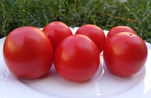 Семена сорта томата Амулет - Среднерослые