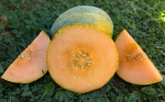 . Дыня Амброзия