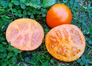 Семена томата сорта Апельсин - Высокорослые округлые и плоско-округлые