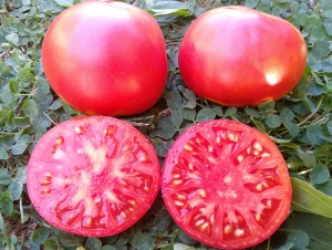 Семена томата сорта Arbogast (Арбогаст) - Гиганты розовые