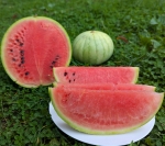 . Арбуз Зимний король (Winter King)