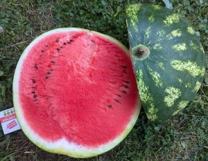 Семена арбуза сорта Каристан