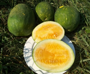 Семена арбуза сорта Оранжевый король