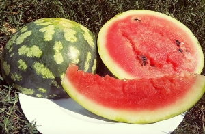 Семена арбуза сорта Фрондёр