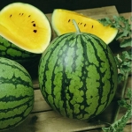 . Арбуз Янусик 