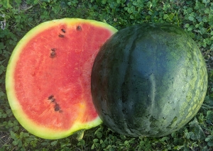 Семена арбуза сорта Карминный