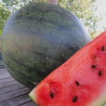 . Арбуз Красень