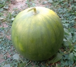 . Арбуз Северное сияние