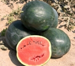 . Арбуз Черногорец