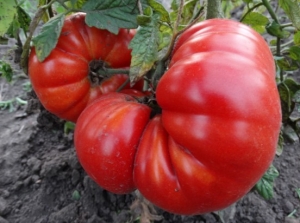 Семена томата сорта  Watermelon (Арбуз) - Гиганты красные