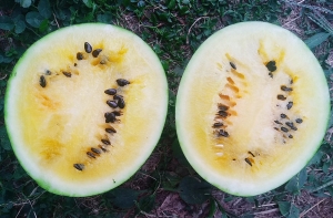 Семена арбуза сорта Рейна