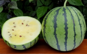 Семена арбуза сорта Yamato Cream (Ямато Крем)