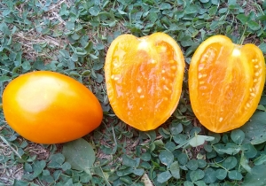 Семена сорта томата Ахмет оранжевый - Низкорослые кустовые 