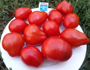 Семена сорта томата Pera D’Abruzzo, Granny’s Throwing (Груша из Абруццо, Бабушкин метательный) - Грушевидные томаты