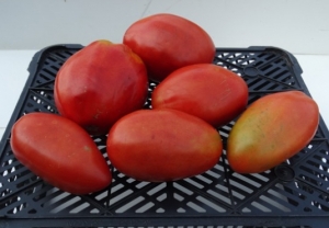 Семена томата сорта Баклажан - Длинноплодные