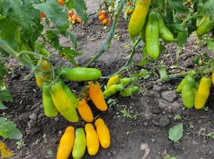 Семена томата сорта Бананчик - Длинноплодные томаты