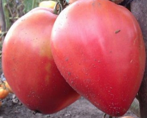 Семена сорта томата Батяня - Гиганты сердцевидные 