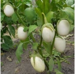 . Баклажан Белая ночь