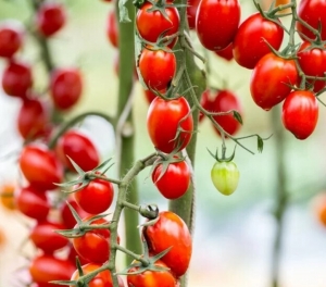 Семена томата сорта Белидо - Высокорослые «черри» 