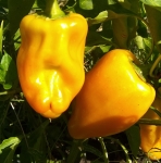 . Перец Белое золото