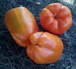 . Перец Белое золото