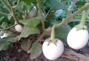 Семена баклажана сорта Белое яйцо (White Egg)