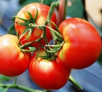 . Белый налив