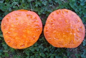 Семена сорта томата Бизон оранжевый  - Гиганты желтые и оранжевые