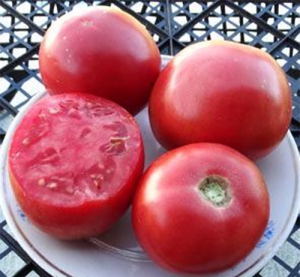 Семена томата сорта Богема - Карликовые и штамбовые