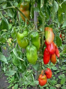 Семена томата сорта Большая аргентинская паста Рэя (Big Ray’s Argentina Paste) - Длинноплодные