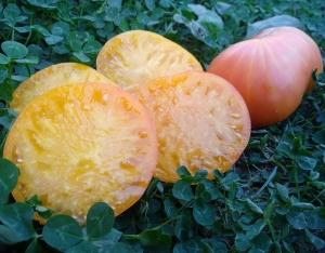 Семена сорта томата Большой Зак жёлтый - Гиганты желтые и оранжевые