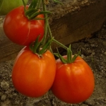 . Бочковой минусинский красный