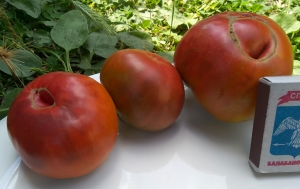 Семена томата сорта Brazilian Beauty (Бразильское чудо, Бразильская красота) - Шоколадные