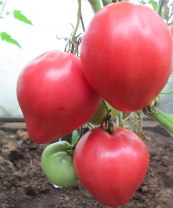 Семена томата сорта Бычок розовый - Гиганты сердцевидные