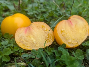 Семена томата сорта В десятку - Низкорослые кустовые