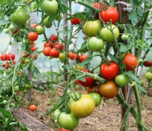 Семена томата сорта Ведерница - Высокорослые округлые и плоско-округлые