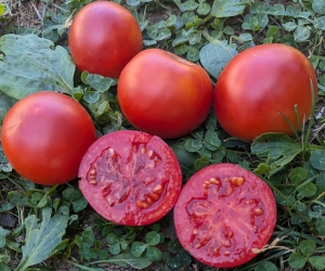 Семена сорта томата Венец - Низкорослые кустовые 