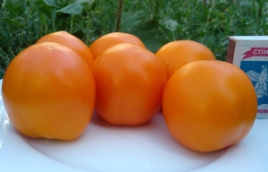 Семена сорта томата Camal Gold (Кэмэл Голд, Верблюд Золотой) - Низкорослые кустовые 