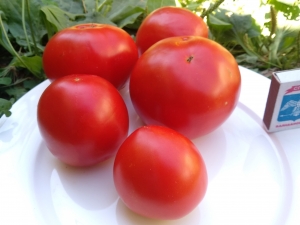 Семена томата сорта Spring King Early (Весенний король, Ранневесенний Король) - среднерослые томаты