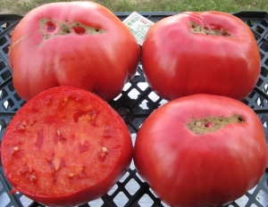 Семена сорта томата Вечная любовь - Гиганты розовые