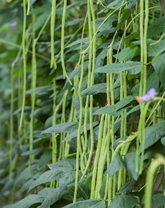 Семена Вигны сорта Кастаньета 