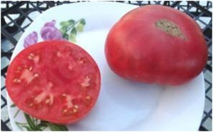 Семена томата сорта Vinson (Винсон) - Среднерослые