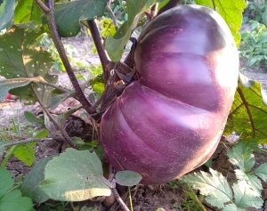 Семена баклажана сорта Виолетта