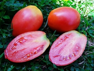 Семена томата сорта Воздушный лист (Airy Leaf) - Высокорослые сливовидно-овальные