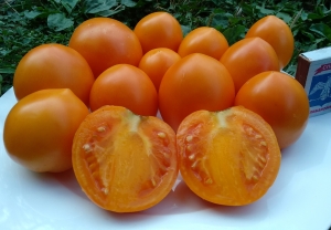 Семена сорта томата Волшебник - Среднерослый