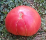 . Delicious Hunt Strain (Восхитительная линия Ханта)